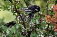 Medosavka zlutokridla - Phylidonyris novaehollandiae - New Holland Honeyeater o2886